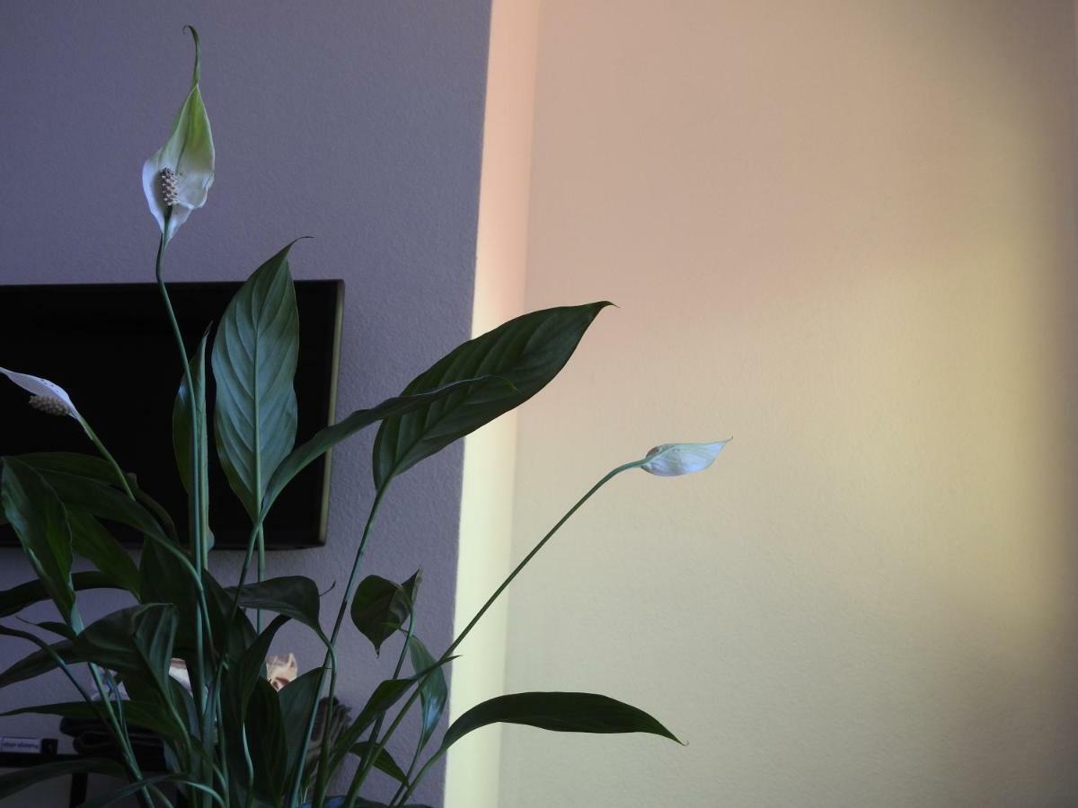 Apartment Antonela Слатине Екстериор снимка